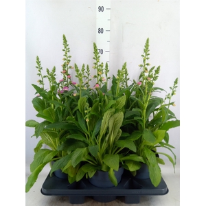Digitalis purp.
