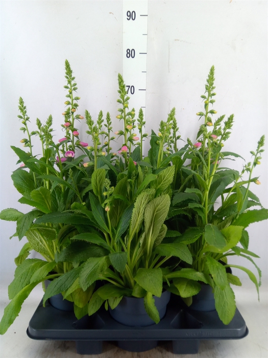 <h4>Digitalis purp.</h4>