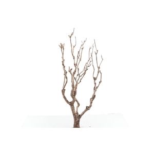 Syringa Branch Super Roussel