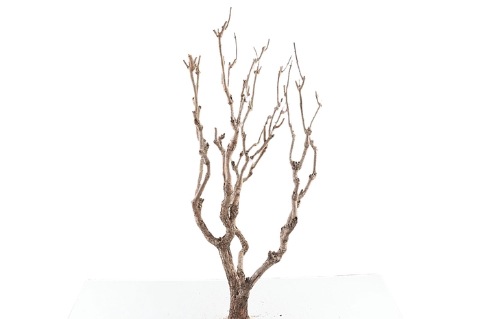 <h4>Syringa Branch Super Roussel</h4>