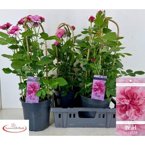 ROSA FL PEARL SELECT