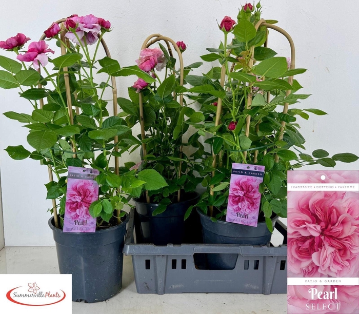 <h4>ROSA FL PEARL SELECT</h4>