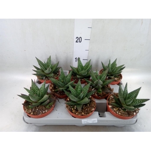 xGasterhaworthia  'Royal Highness'