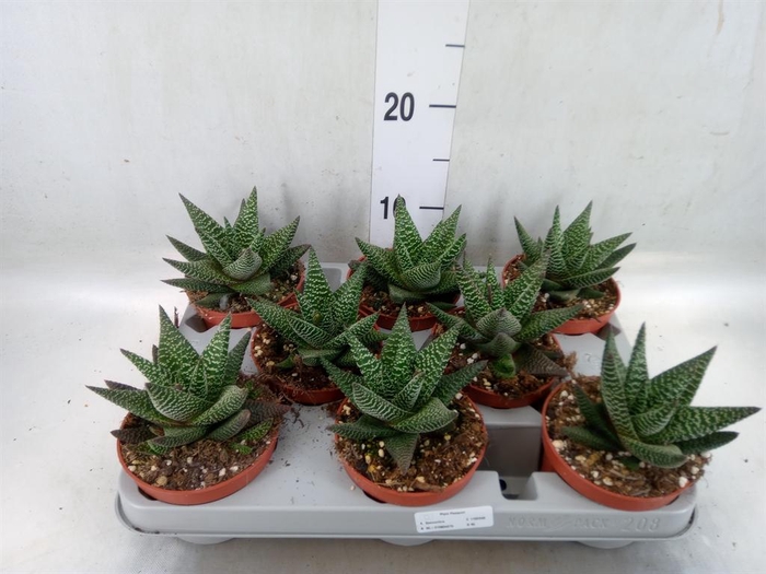 <h4>xGasterhaworthia  'Royal Highness'</h4>