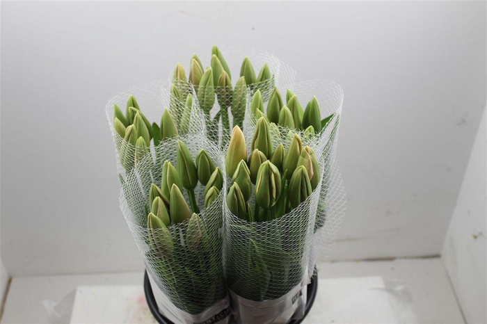 <h4>Tu Fr En Menton</h4>