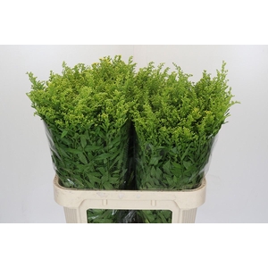 Solidago Golden Glory