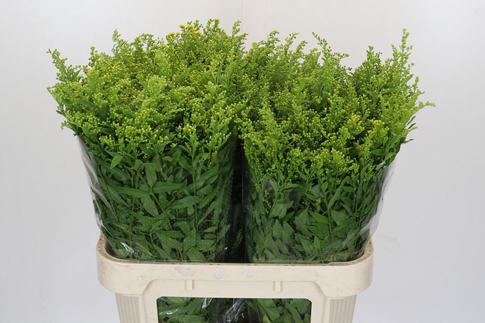 Solidago Golden Glory