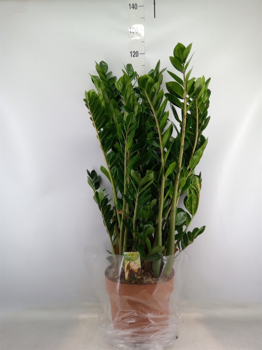 <h4>Zamioculcas zamiifolia</h4>