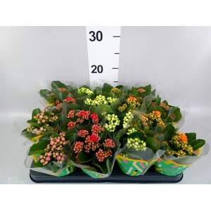 KALANCHOE ROSEBUD MIX