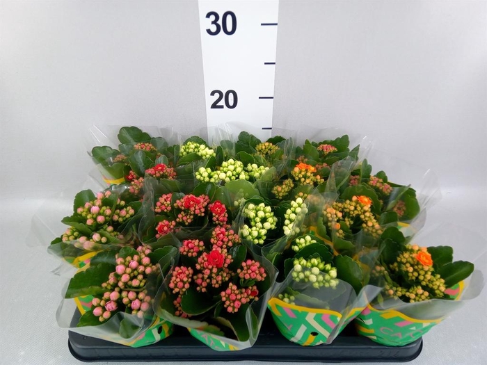 <h4>KALANCHOE ROSEBUD MIX</h4>