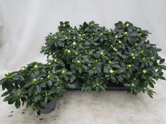 <h4>RHODO SI AIKO WHITE</h4>