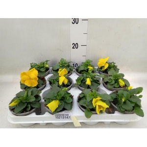 Viola wr. 'Alpha Yellow'