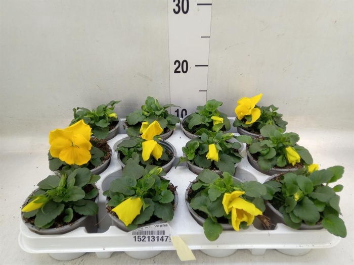 <h4>Viola wr. 'Alpha Yellow'</h4>