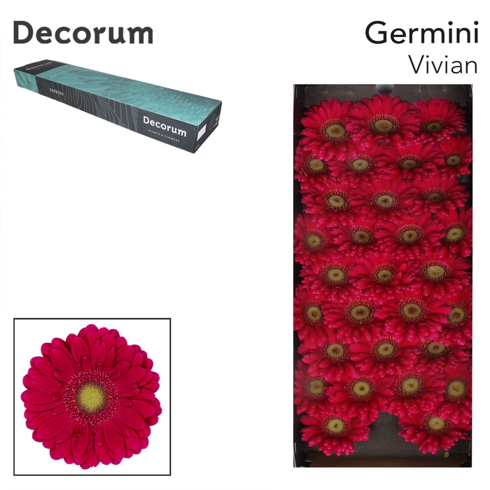 <h4>Germini Vivian Doos</h4>