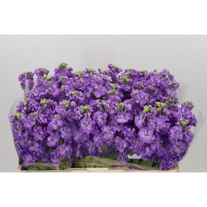 Matthiola incana 'Impala Lavender'