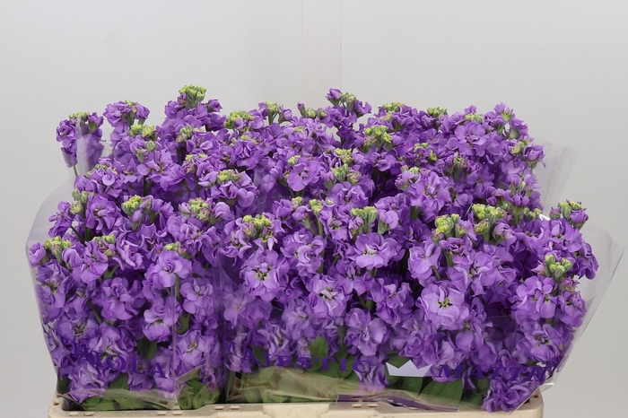 <h4>Matthiola incana 'Impala Lavender'</h4>