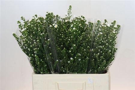 <h4>Ast Paquita</h4>