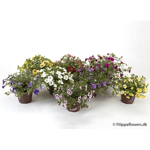 CALIBRACHOA-HYBRID