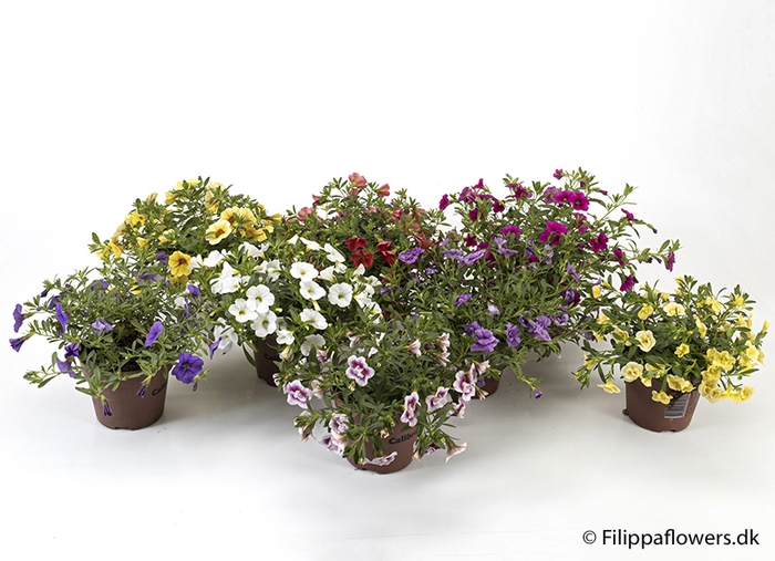 CALIBRACHOA-HYBRID
