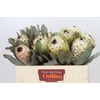 Protea Barbigera Ice Queen Air