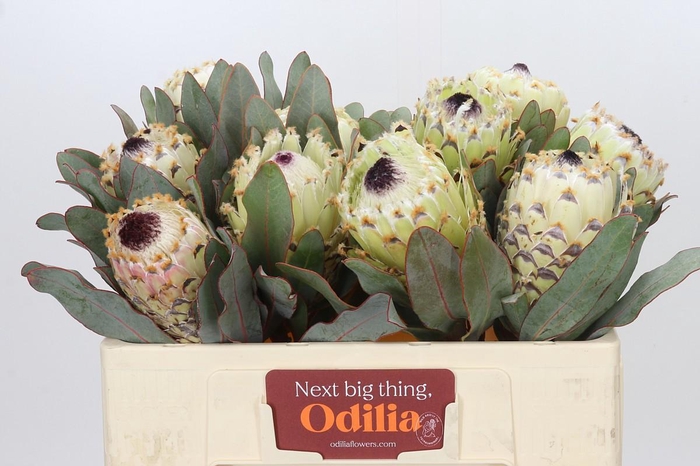 Protea Barbigera Ice Queen Air