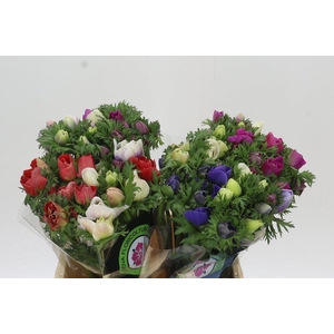 Anemone Mistral Plus Rainbow Mix