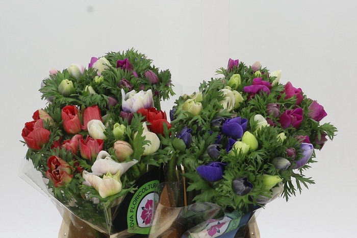 Anemone Mistral Plus Rainbow Mix