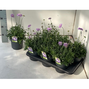 SCAB CO BUTTERFLY BL