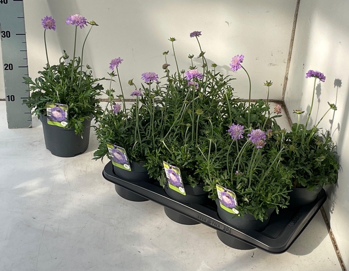 <h4>SCAB CO BUTTERFLY BL</h4>