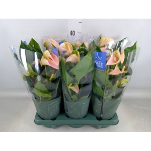 Anthurium andr. 'Joli Peach'