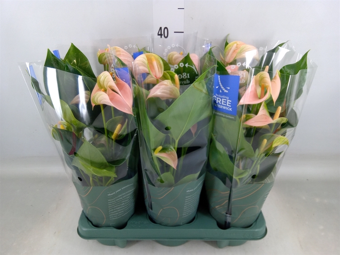 <h4>Anthurium andr. 'Joli Peach'</h4>