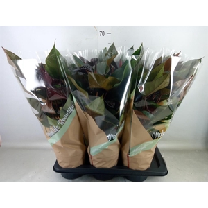 Anthurium andr. 'Beauty Black'