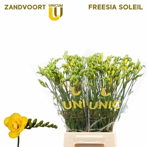 Freesia du Soleil