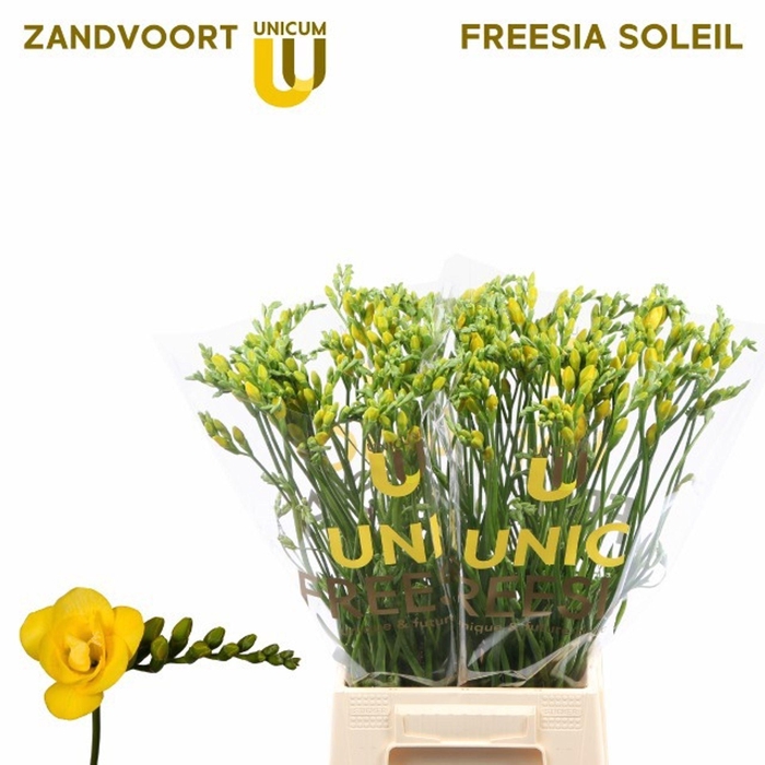 <h4>Freesia du Soleil</h4>