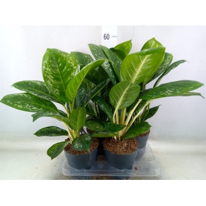 Aglaonema   ...