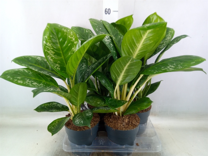 <h4>Aglaonema   ...</h4>