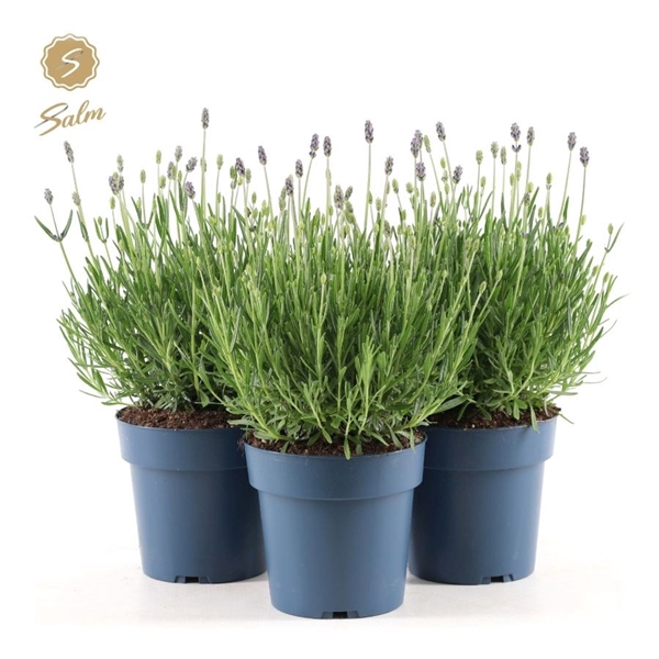 <h4>Lavandula ang. 'Felice Premium Provence'® P15</h4>