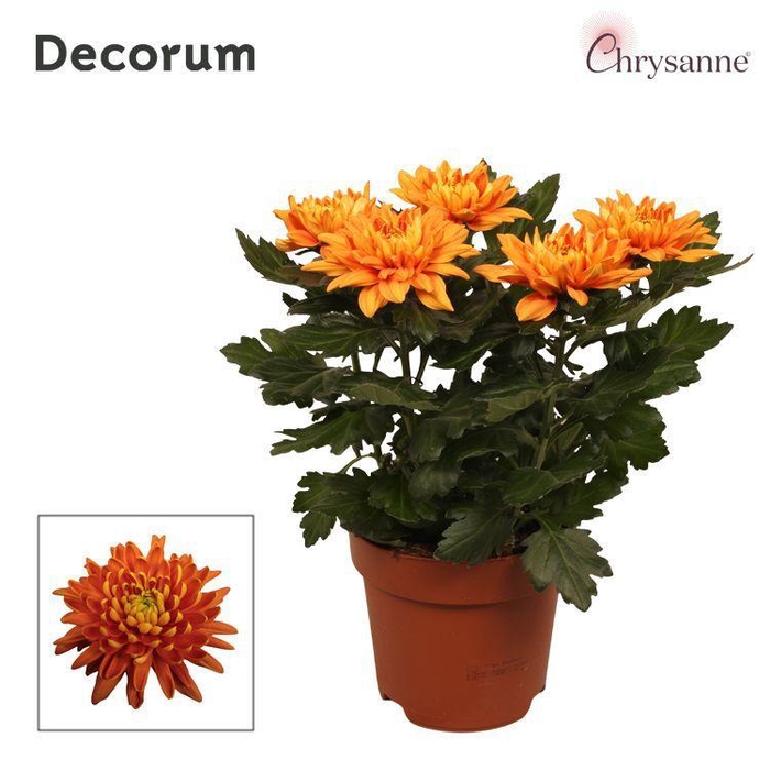 <h4>Chrysanne® Zembla Next Orange p17</h4>