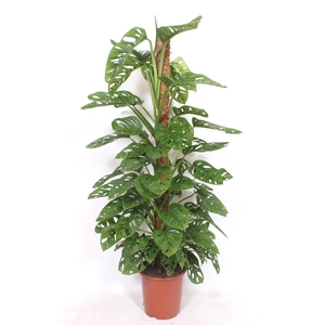 Monstera Monkey Leaf