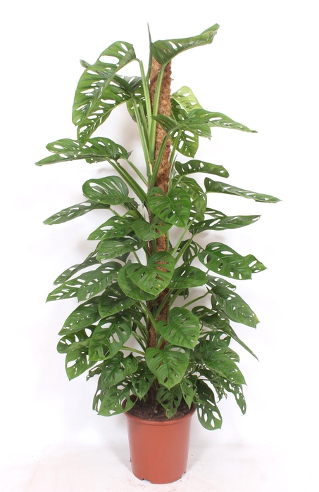 <h4>Monstera Monkey Leaf</h4>