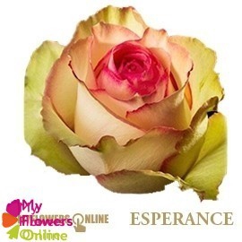 <h4>R Gr Esperance Bicolor 70cm EC</h4>