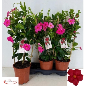 MANDE SUN EARLY PINK