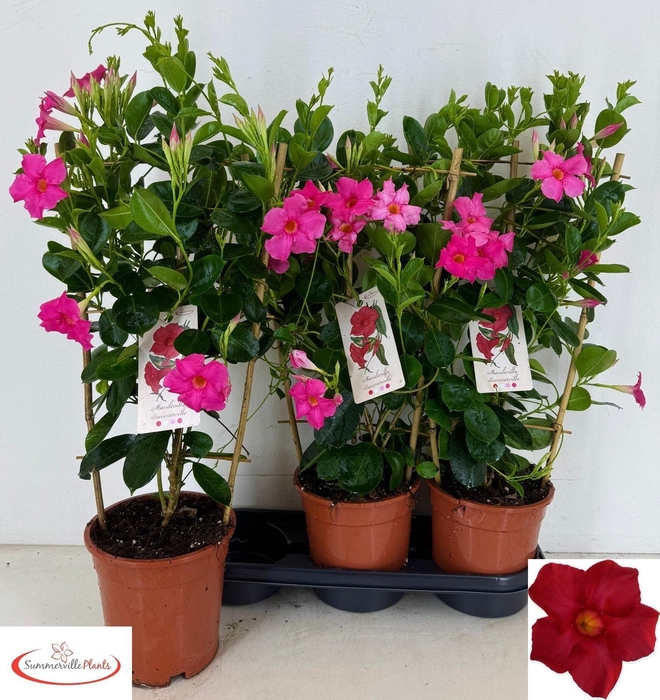 <h4>MANDE SUN EARLY PINK</h4>