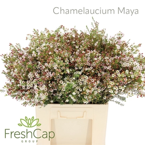 Chamelaucium Maya