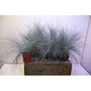 Fest Glauca