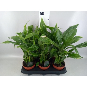 Spathiphyllum  'Diamond'