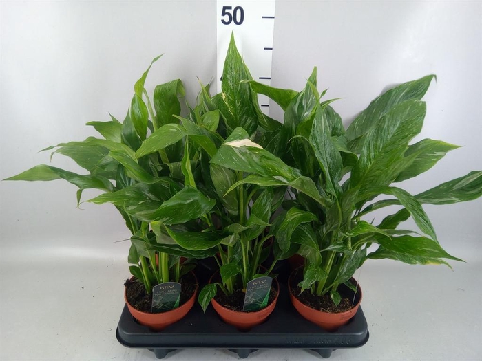 Spathiphyllum  'Diamond'