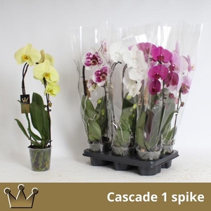 PHAL EL CASCADE