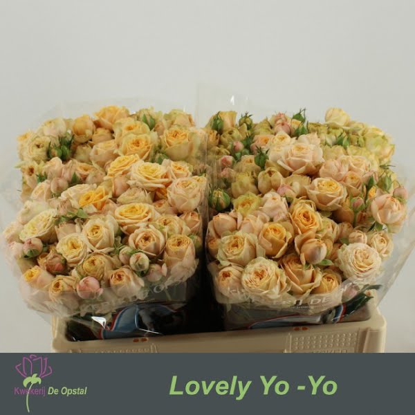 <h4>R Tr Lovely Yo-Yo Opstal</h4>