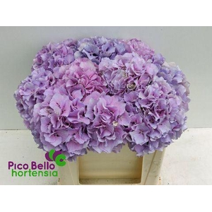 HYDRANGEA  'ROYAL BENEFIT'
